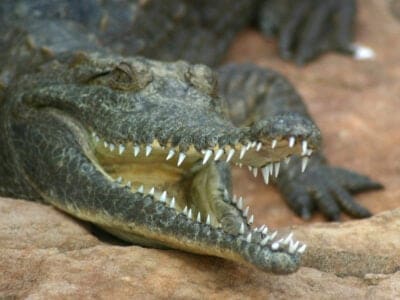 A Crocodylus johnstoni