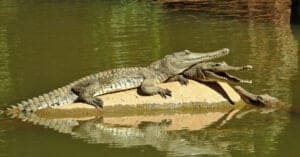 Are There Alligators in Australia? Picture