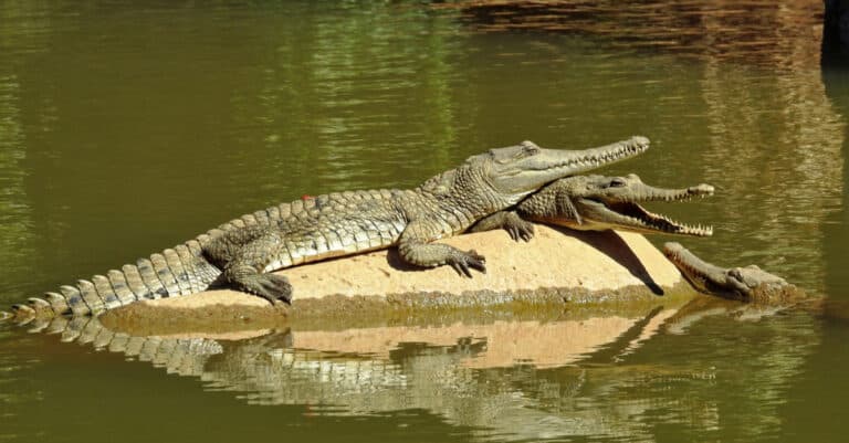 Freshwater Crocodiles sunning themselves in the Windjana Gorge National Park, Kimberley, Western Australia.