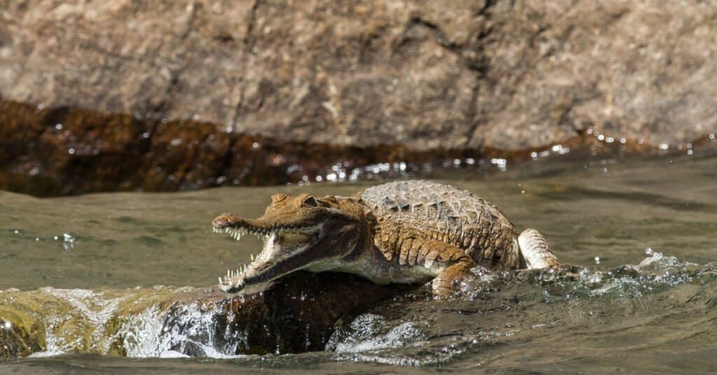 تمساح آب شیرین استرالیایی در رودخانه.