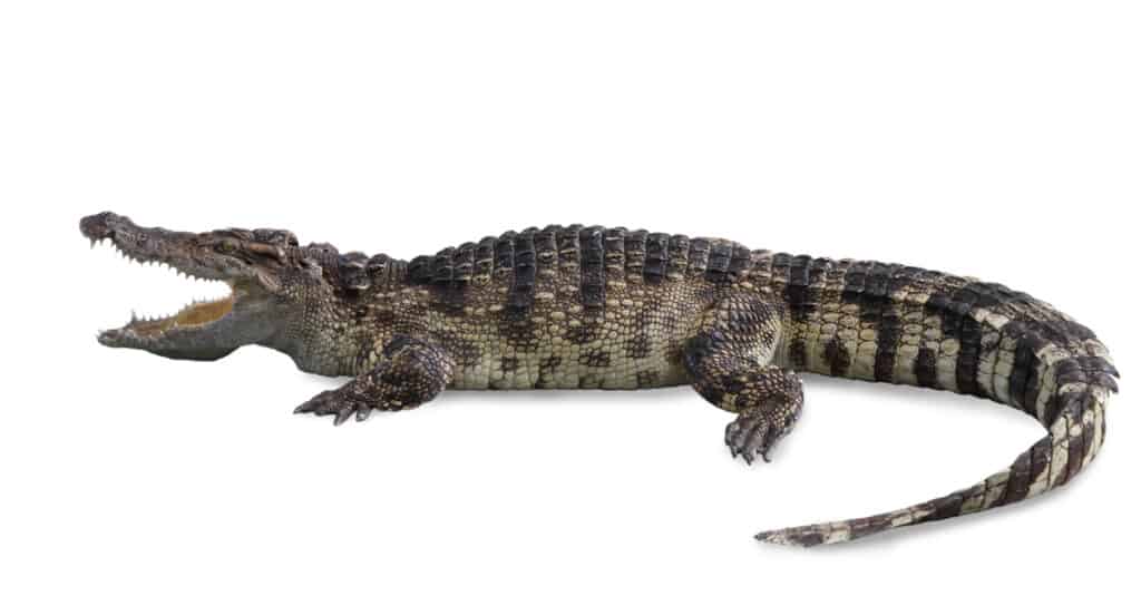 Freshwater crocodile isolated on white background.