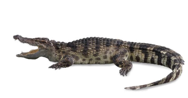 Discover All 18 Types of Crocodiles Found Across the World - A-Z Animals