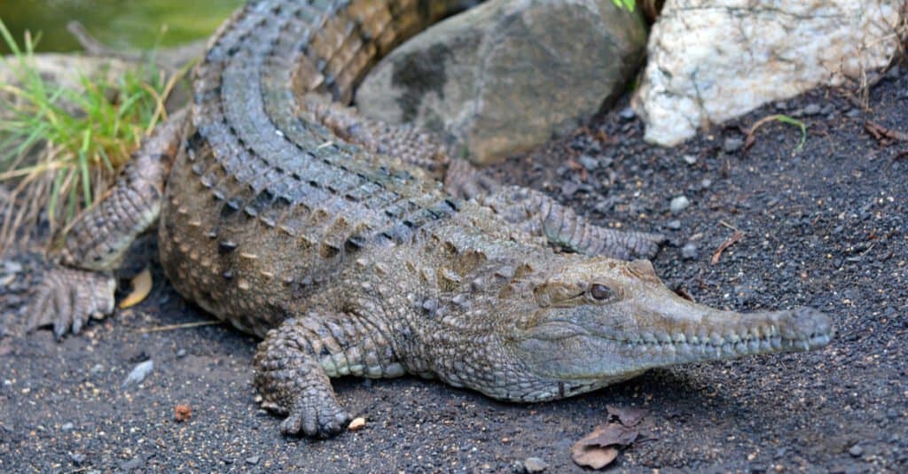 Freshwater crocodile on a river bank in Queensland Australia.