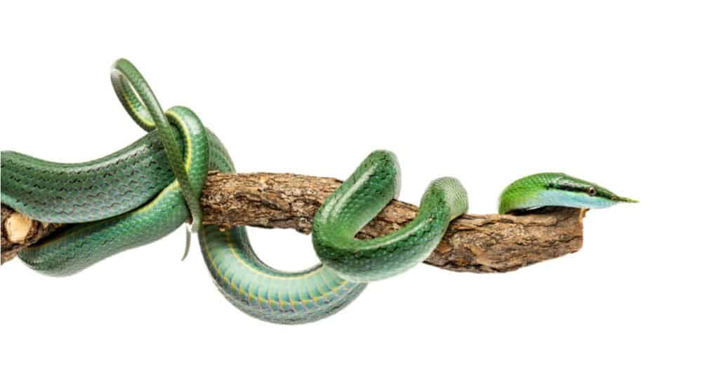 Rhinoceros Snake on a tree branch