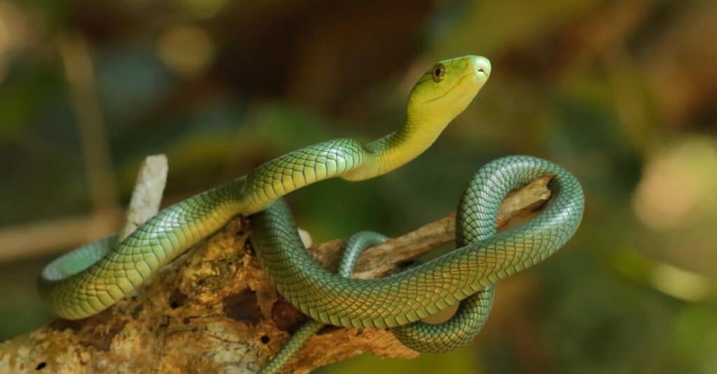 Juvenile green mamba striking a pose. Juveniles are blue-green, becoming bright green when they are around 75 centimeters (2 ft 6 in) long.