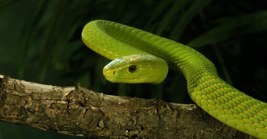 green mamba eating