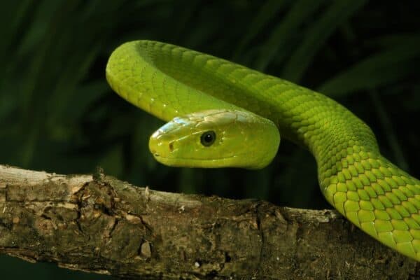 Venomous East African green mamba snake in a tree. Green mambas have short, fixed fangs at the front of their mouths.