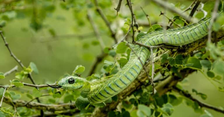 Western green mambas are bright green towards the head, shifting to yellow or orange at the tail.