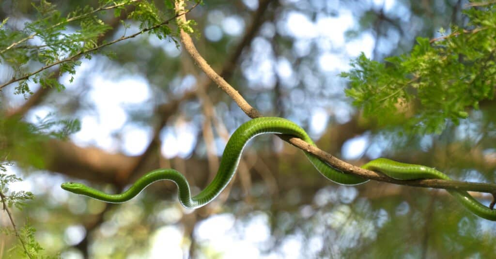 eastern smooth green snake