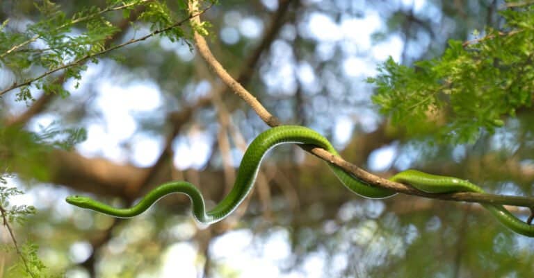 The green mamba is a long, slender bodied snake with smooth scales and a narrow, coffin-shaped head.
