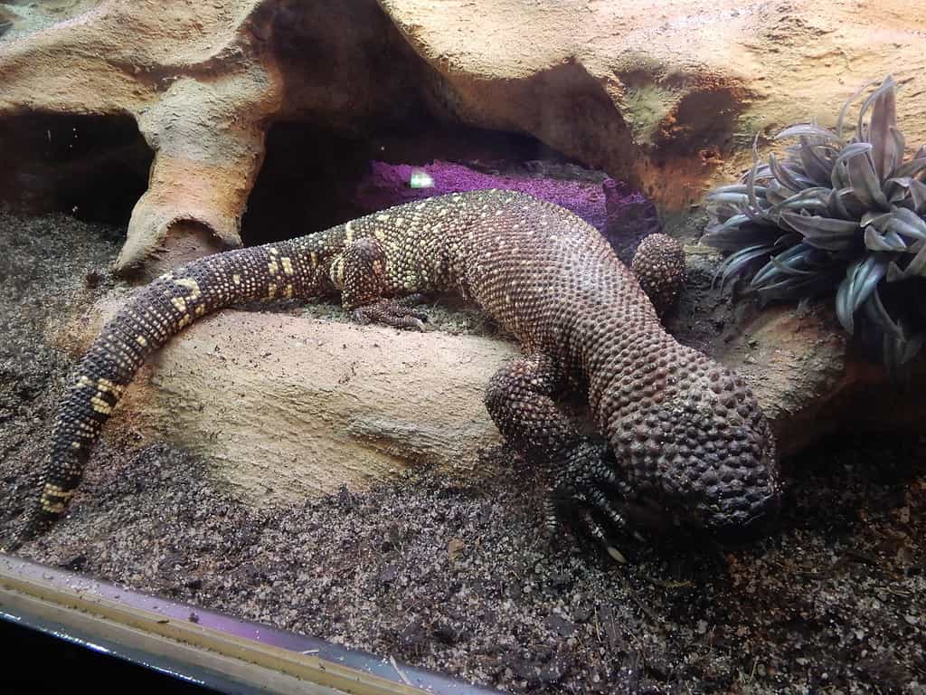 Rio Fuerte beaded lizard (Heloderma exasperatum)