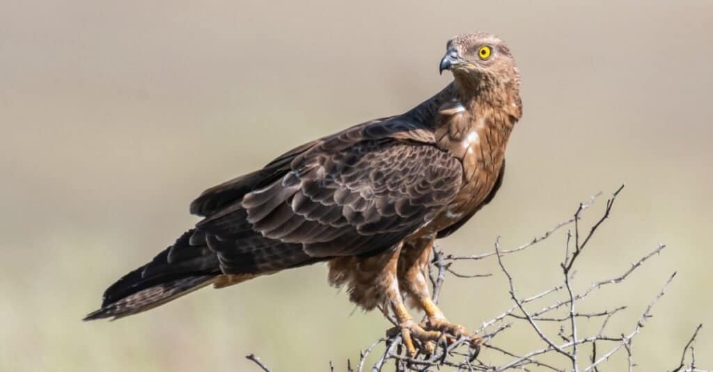 European Honey Buzzard, Pernis apivorus, in the wild.