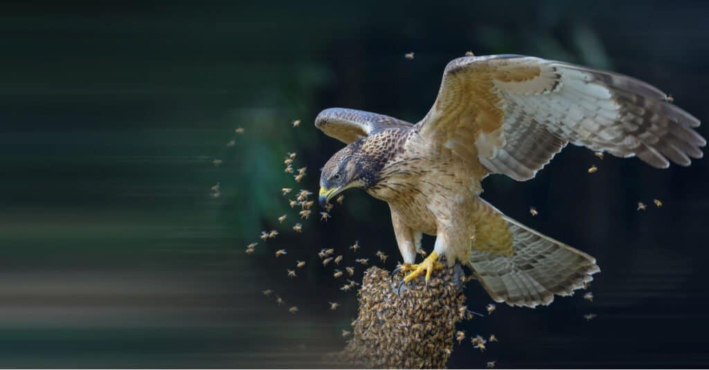 European Honey Buzzard eating bee larvae.