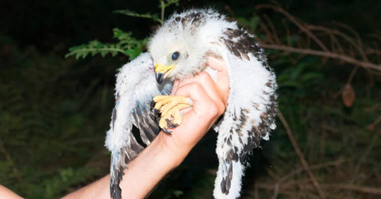 Juvenile European Honey buzzard being ringed in forests of the Netherlands.