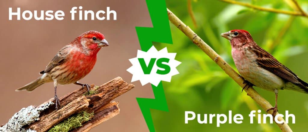House Finch vs Purple Finch