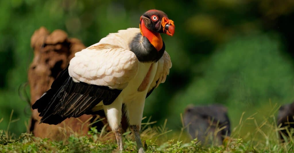 A king vulture on the ground