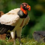 King vulture