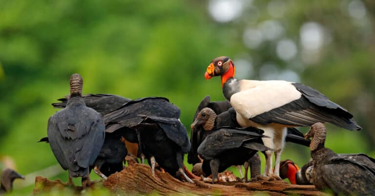 King vultures with smaller black birds