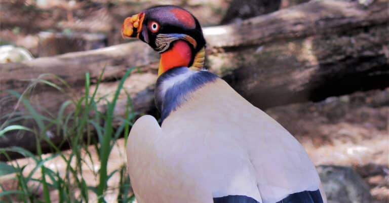 A King Vulture sitting on the ground