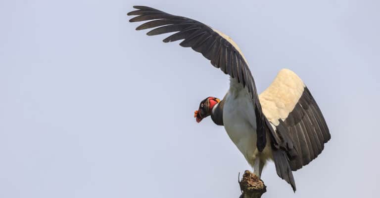 A King Vulture with wings open