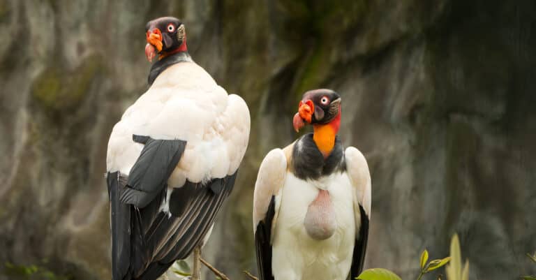 Two King Vultures sitting side by side