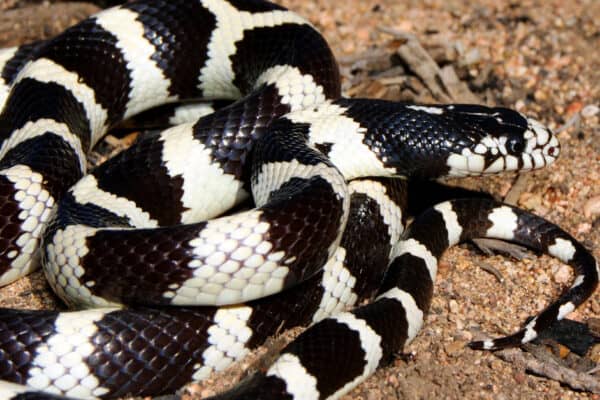 King snakes are listed on the IUCN Red List of Threatened Species as Least Concern.