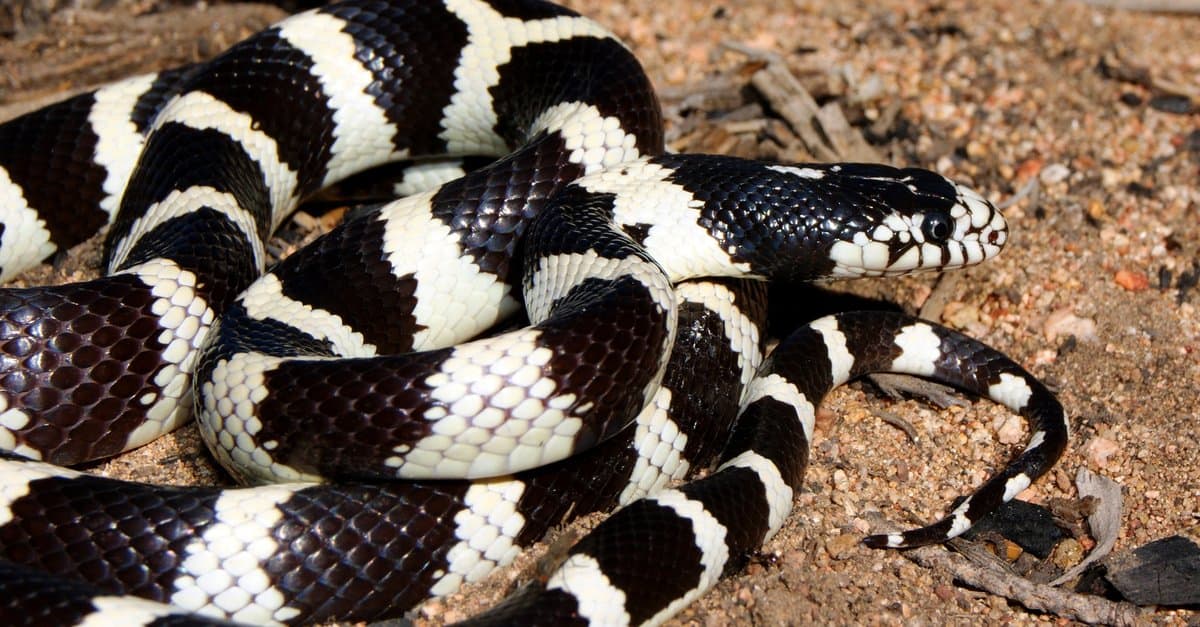 Обыкновенная Королевская змея. Змея черная с белыми полосками. Черно белая змея в полоску. Черная змея в белое пятнышко.