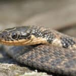 Kirtland's snake