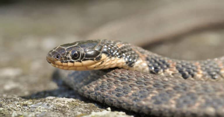 Kirtland's snake head and eye close-up. Kirtland’s snakes are small, reddish to dark brown snakes.