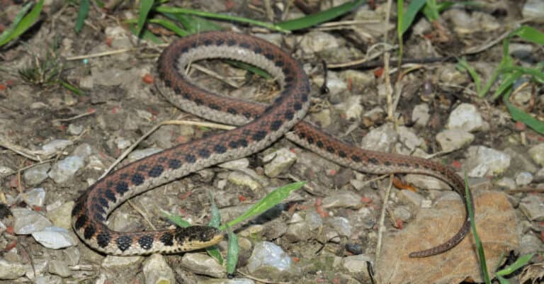 Kirtland’s snake is reddish to dark brown, with four rows of alternating dark, round blotches on the back and sides.