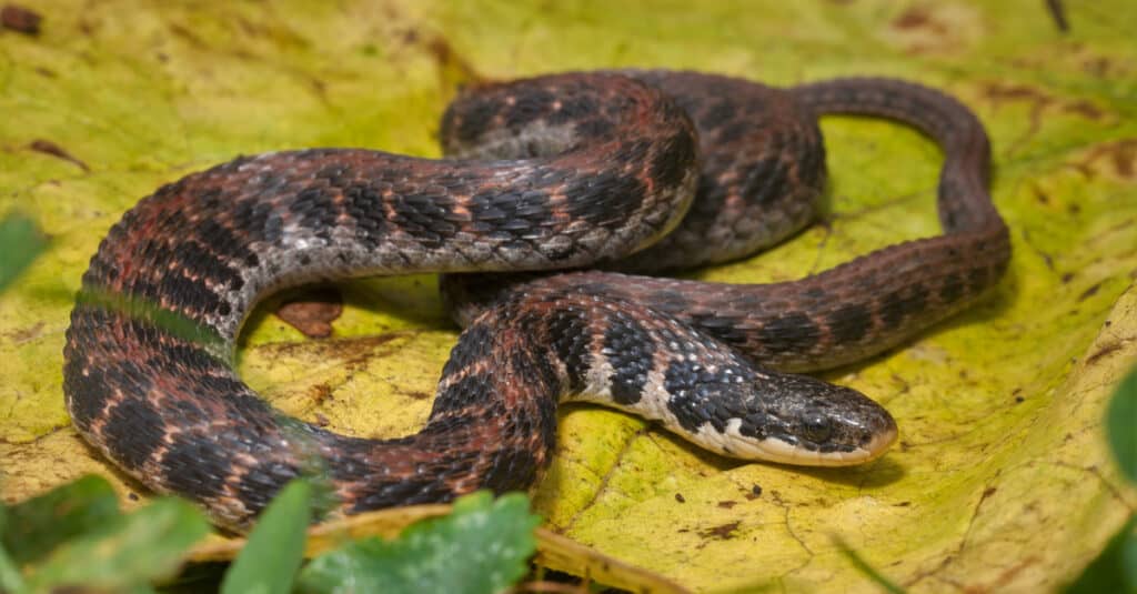 Bụng của chúng là cách tốt nhất để xác định rắn Kirtland: nó có màu đỏ, cam hoặc hồng và có hai hàng đốm đen dọc hai bên.