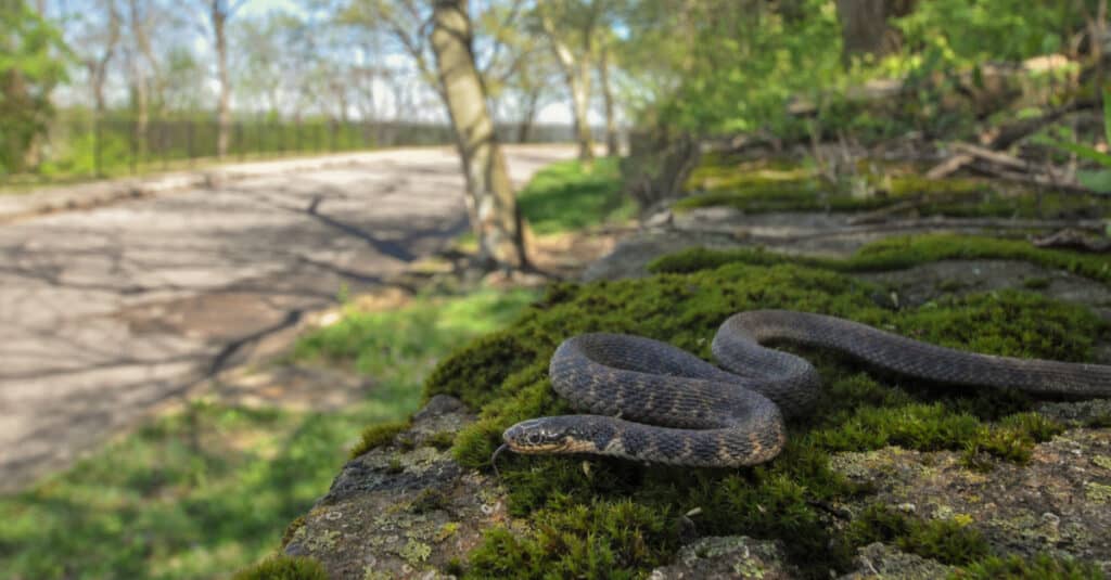 The scales on a Kirtland’s snake's top side are keeled, giving a textured feel to their skin.