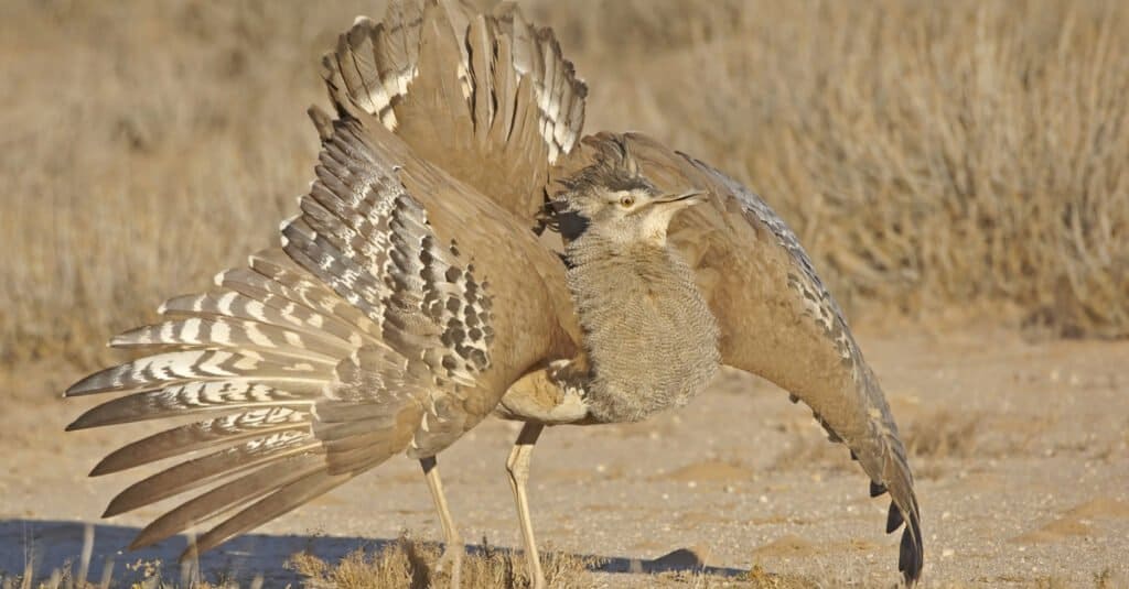 Kori Bustard displaying in the Kgalagadi Park, South Africa.