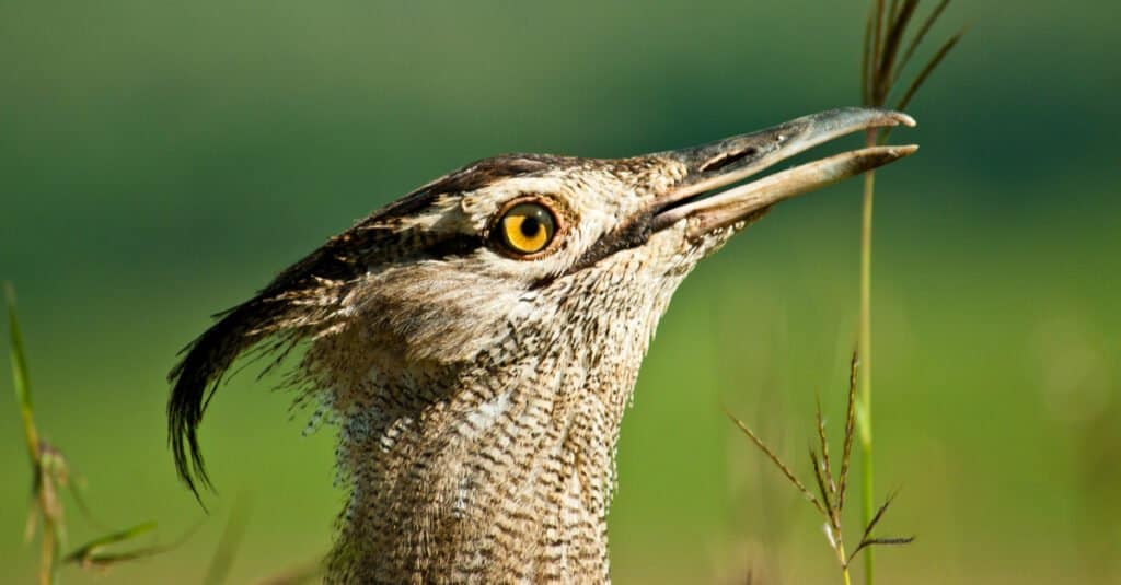 Kori Bustard Animal Facts - Ardeotis kori - A-Z Animals