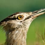 Kori bustard
