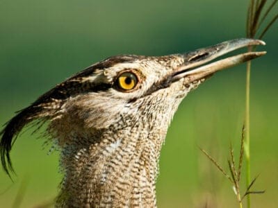 A Kori Bustard