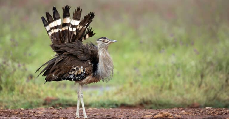 The main colors of the Kori bustard are brown with grey with fine black and white patterns.