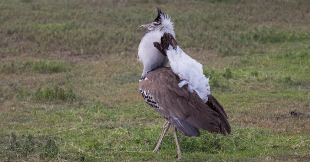 The Kori bustard is the largest flying bird native of Africa. Taken in the Ngorongoro crater of Tanzania.