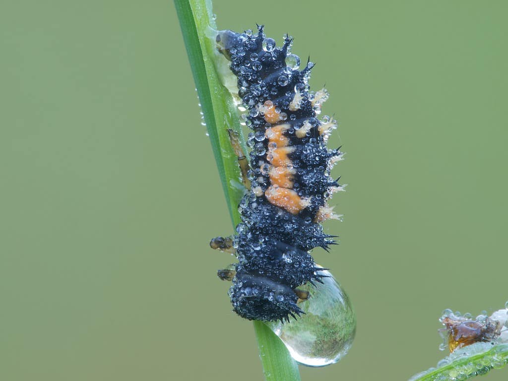 Asian ladybird beetle larva (Harmonia axyridis)