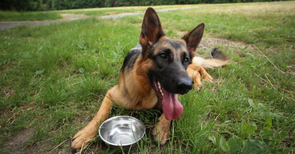 Large dog bowls