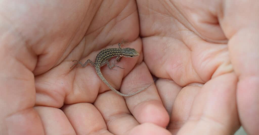 Baby Lazarus Lizard (Podarcis muralis) held in a person's hands.