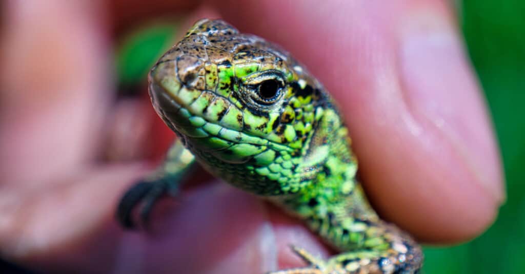 Man holding a beautiful, colorful Lazarus Lizard.