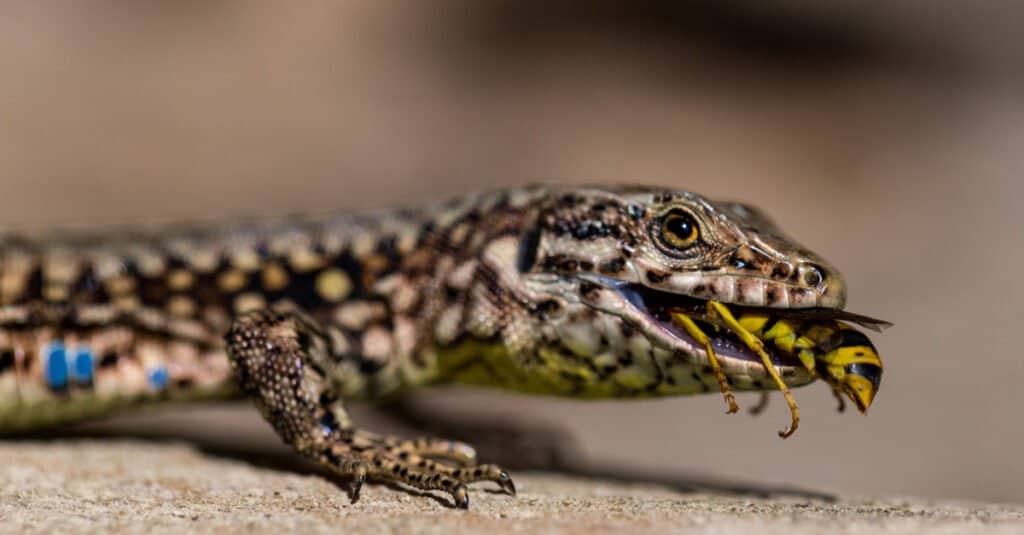 Podarcis muralis, Lazarus Lizard, eating a wasp.