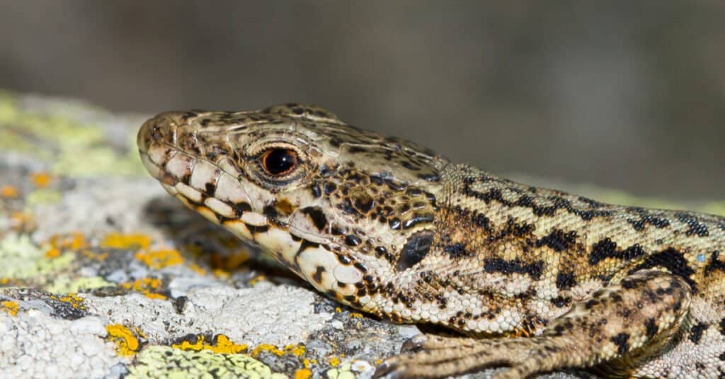 Podarcis muralis, Lazarus Lizard, sitting on a rock, Girona, Spain.
