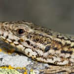 Italian wall lizard