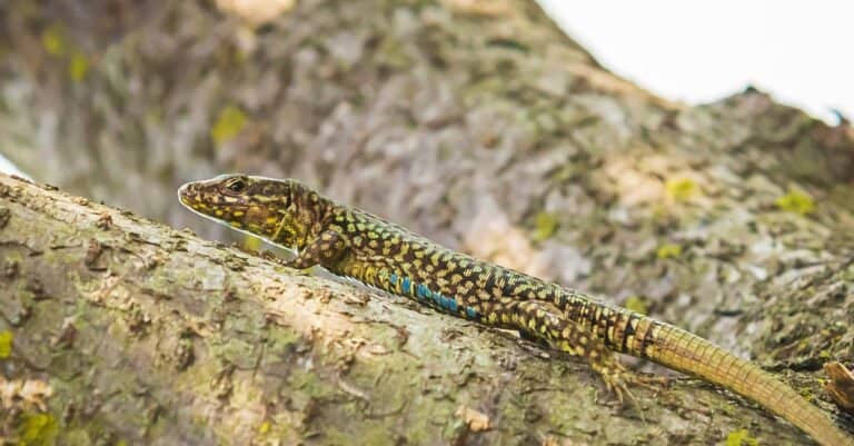Podarcis muralis, Lazarus Lizard, resting in sunlight on a tree with dense green leaves.