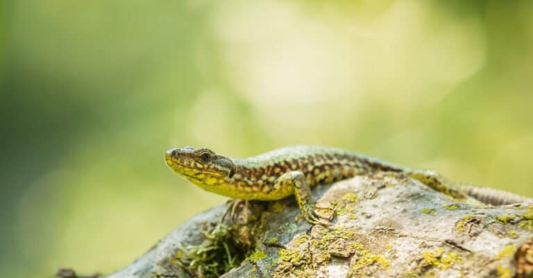 Lazarus Lizard resting on a tree with dense green leaves.