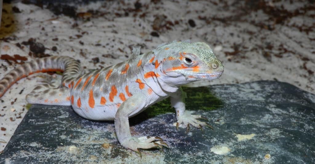 The long-nosed leopard lizard (Gambelia wislizenii ) standing on a rock.