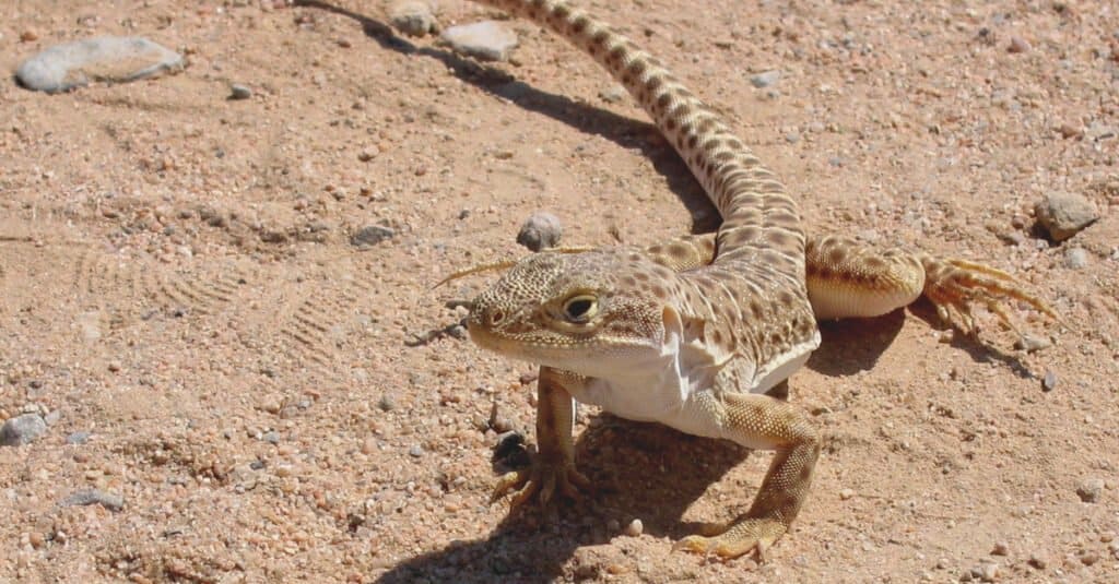 A leopard lizard standing on its front legs, looking for prey.