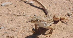 Why Do Lizards Do Push-Ups? Picture